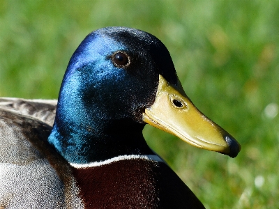 Bird wildlife green beak Photo