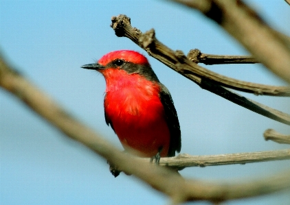 Foto Natura ramo uccello animali selvatici