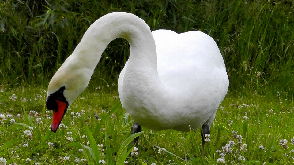 Natura trawa ptak biały