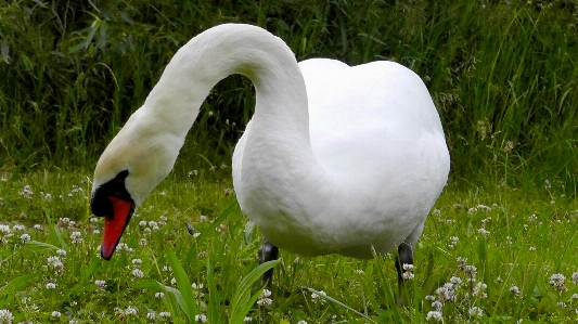 Nature grass bird white Photo