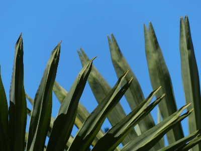 Tree nature grass branch Photo