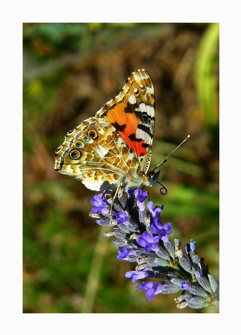 Natura fiore pianta luce del sole