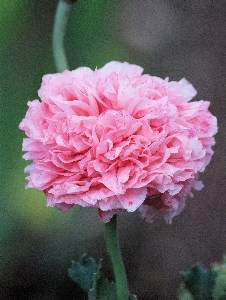 Blossom plant flower petal Photo