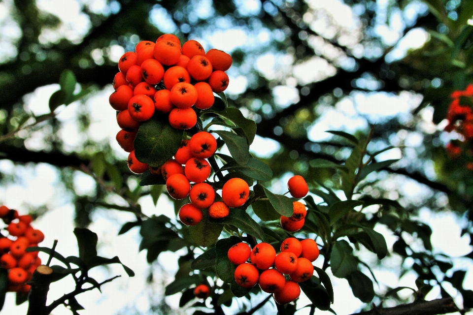 Tree nature branch plant