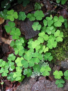 Nature forest plant leaf Photo