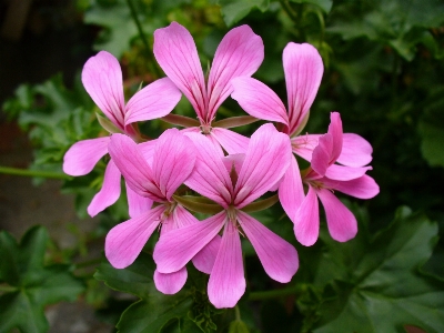 Blossom plant flower petal Photo