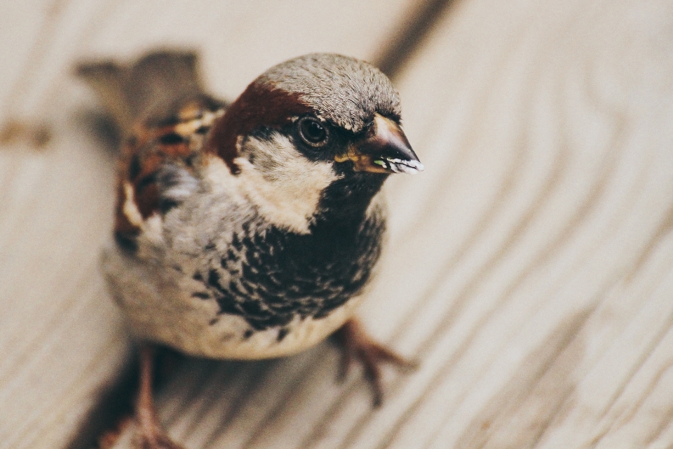 Cabang burung margasatwa paruh