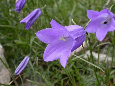 Plant flower petal bell Photo