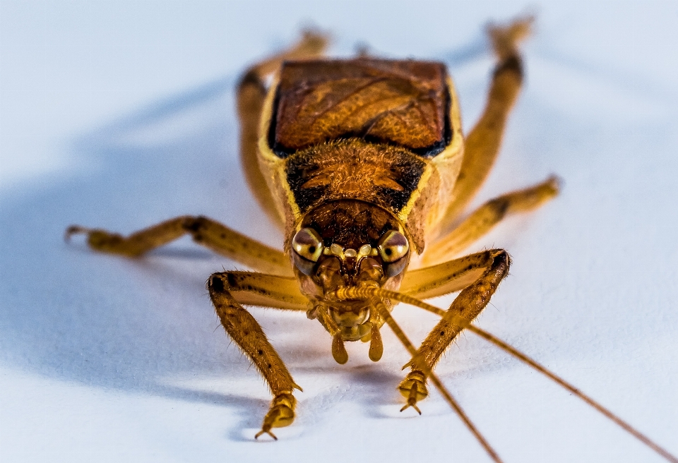 Fotografie insekt schließen fauna