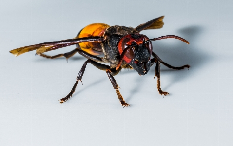 Fliege insekt schließen fauna Foto