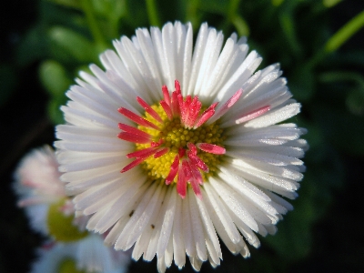 Foto Natura fiore pianta fotografia