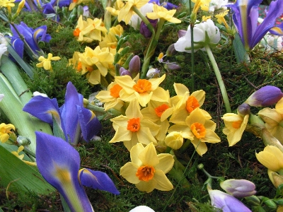 Anlage blume blühen blumen Foto