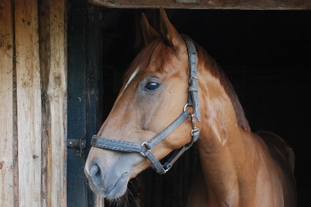 Animal pet horse rein Photo