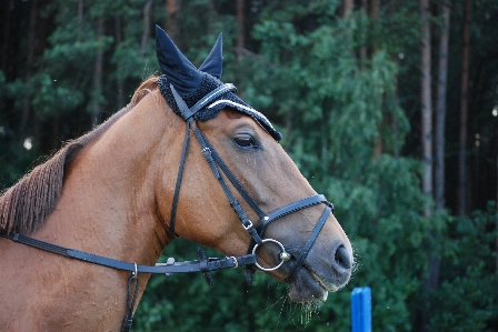 Foto Animal caballo rienda
 mamífero