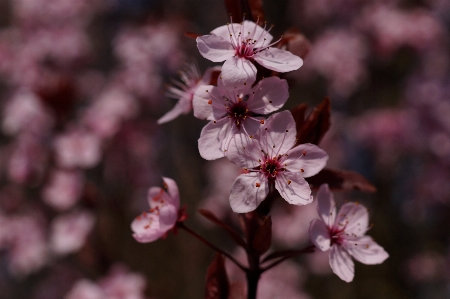 Branch blossom plant fruit Photo