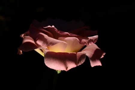 Plant photography leaf flower Photo