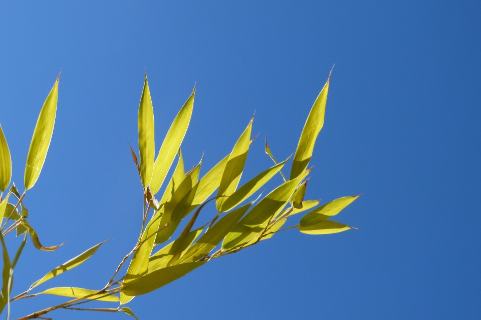 Arbre nature herbe bifurquer