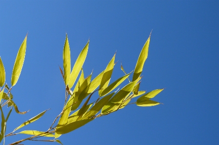 Foto árbol naturaleza césped rama