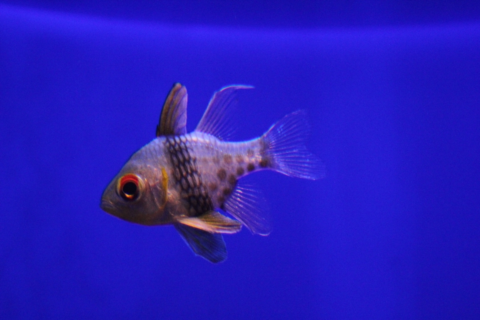 海洋 ダイビング 水中 生物学