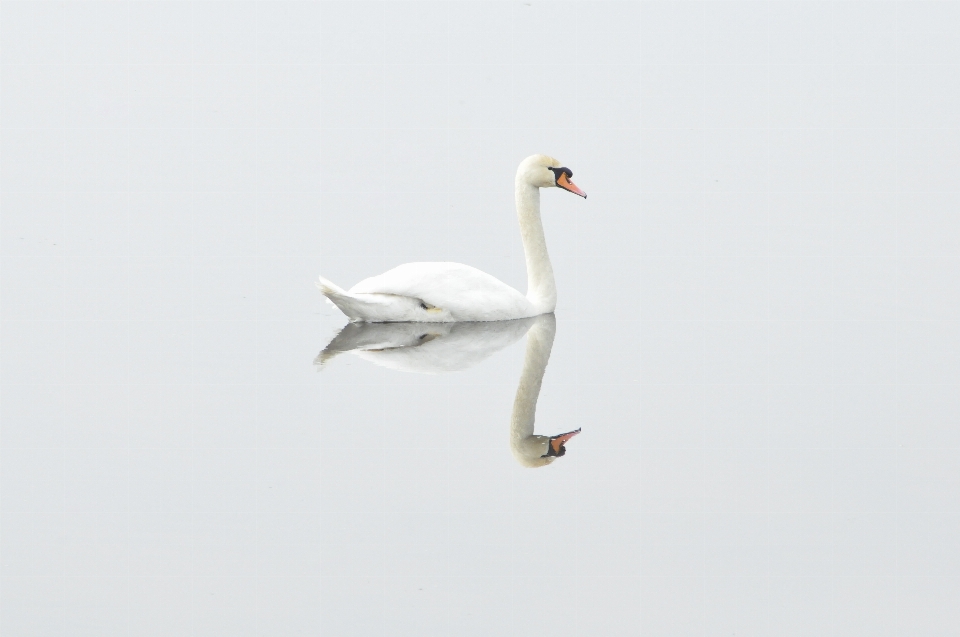 Nature oiseau aile de mer
