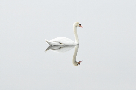 Nature bird wing seabird Photo