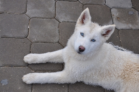 White puppy dog animal Photo