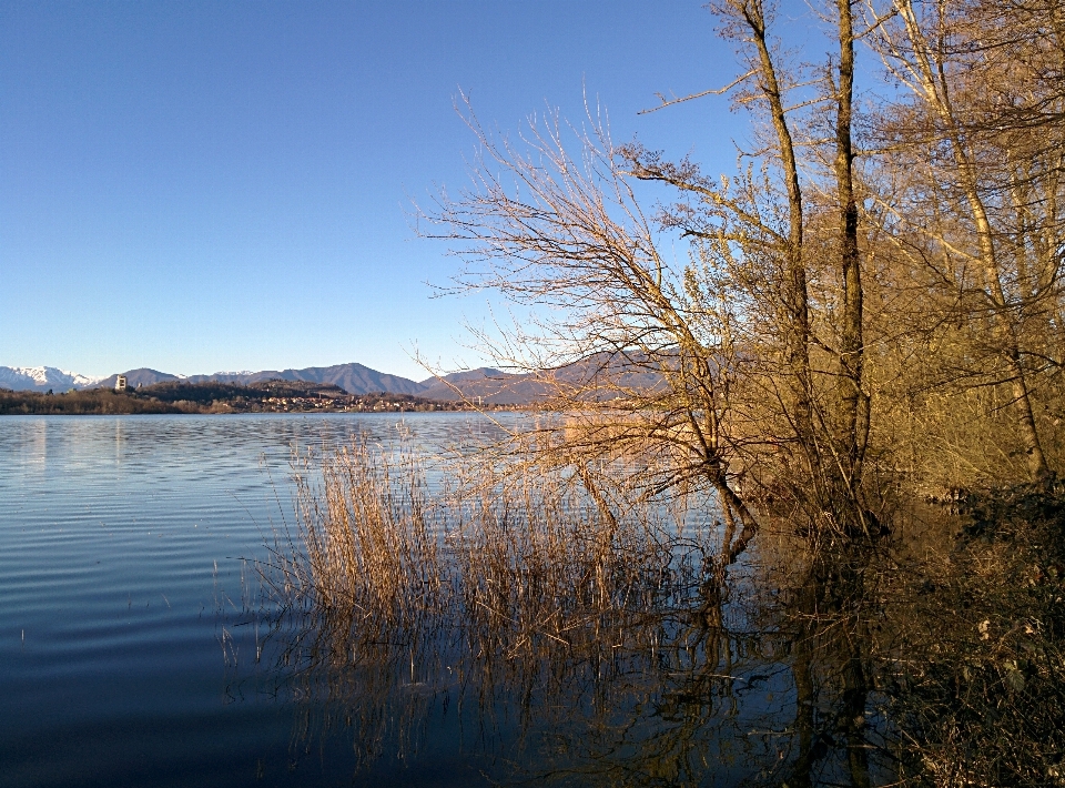 Paesaggio albero acqua natura