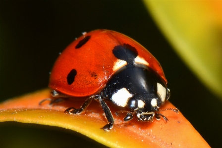 Nature photography insect ladybug Photo