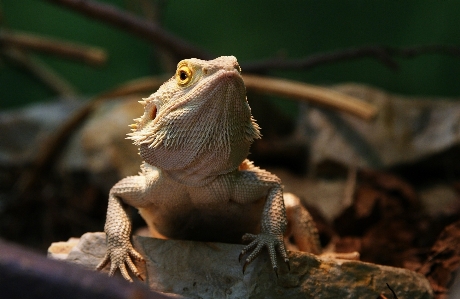 Wildlife zoo reptile iguana Photo