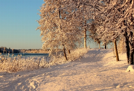 風景 木 自然 雪 写真