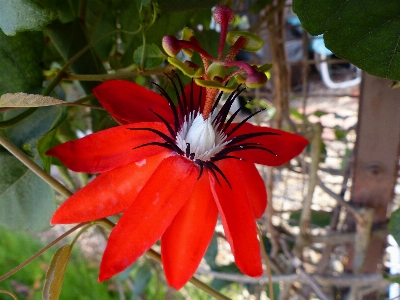 Nature blossom plant stem Photo