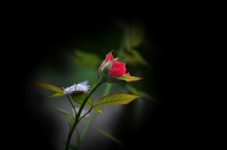 Nature blossom plant photography Photo