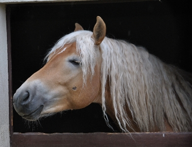 White farm animal horse Photo