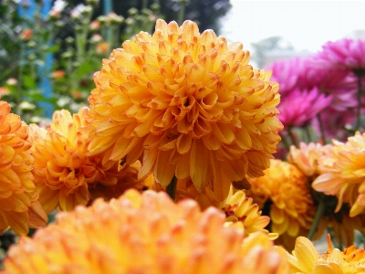 Foto Paesaggio natura all'aperto fiore