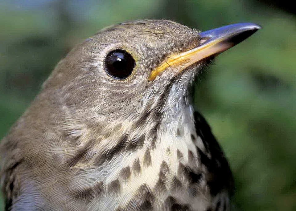 Nature oiseau animal faune