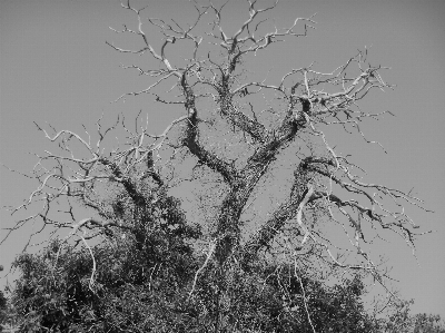 Tree branch winter black and white Photo