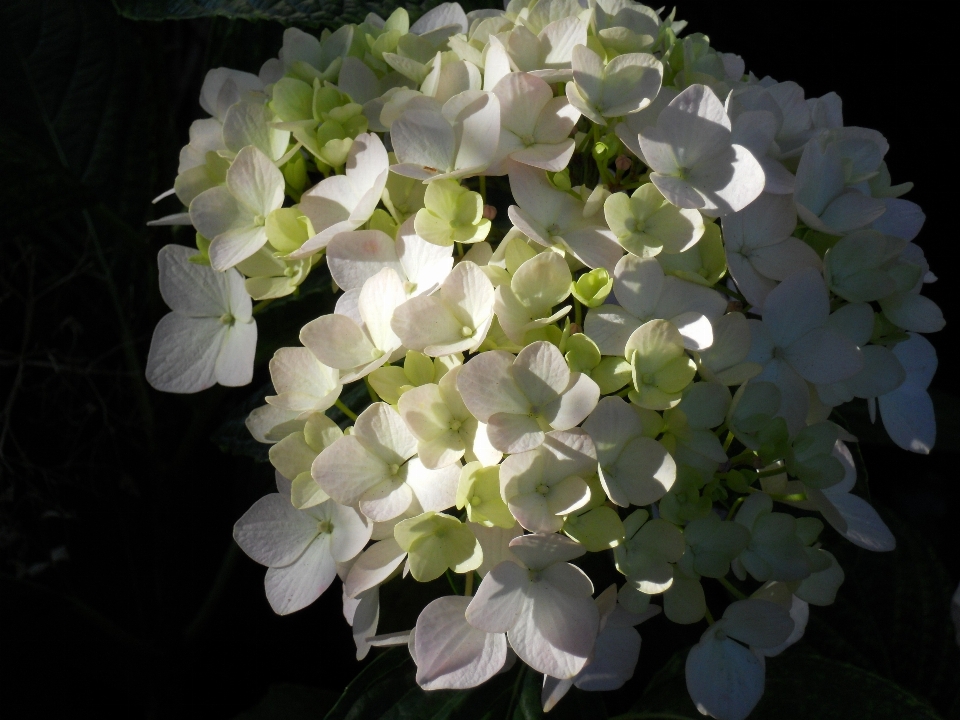 植物 束 白 花