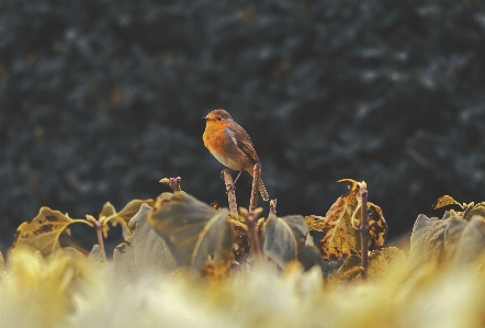 Nature branch bird plant Photo