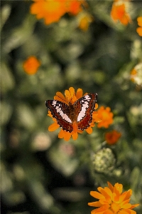 Nature outdoor blossom wing Photo