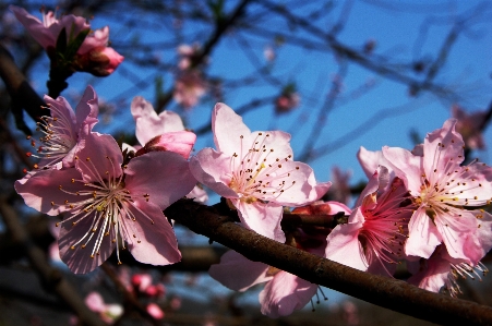 Tree branch blossom plant Photo