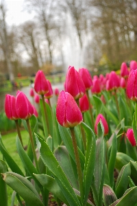 Blossom plant stem leaf Photo