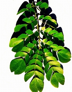 Tree nature branch plant Photo