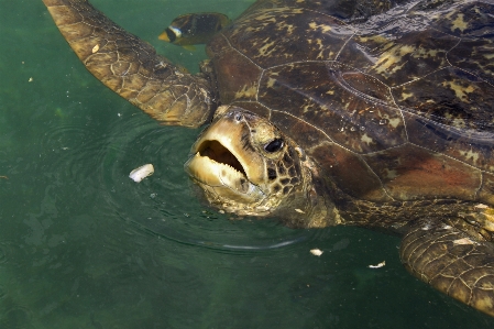 Meeting wildlife biology turtle Photo