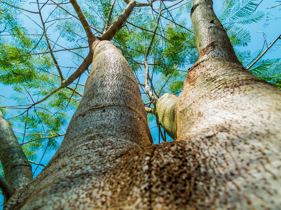 árvore natureza floresta filial