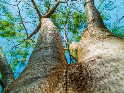 Foto Albero natura foresta ramo