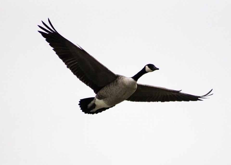 Vogel flügel schnabel flug