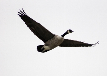 Foto Burung sayap paruh penerbangan