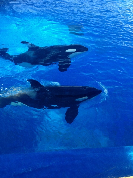 海 海洋 生物学 哺乳類