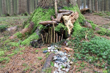 Tree nature forest path Photo