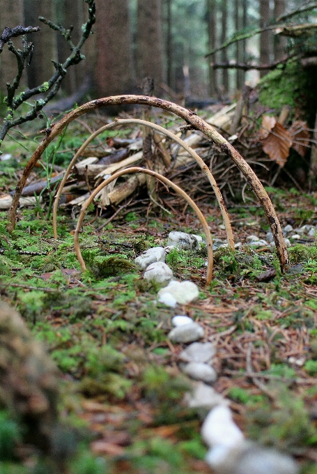 Drzewo natura las ścieżka